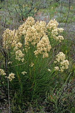 APII jpeg image of Conospermum teretifolium  © contact APII