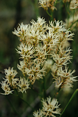 APII jpeg image of Conospermum teretifolium  © contact APII