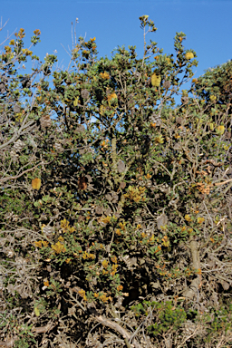 APII jpeg image of Banksia lemanniana  © contact APII