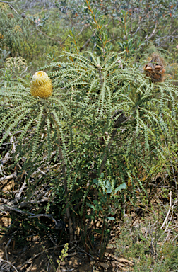 APII jpeg image of Banksia speciosa  © contact APII