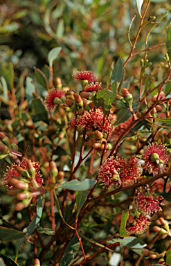 APII jpeg image of Eucalyptus cernua  © contact APII