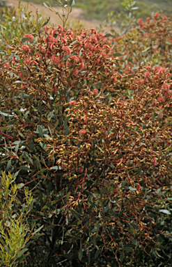 APII jpeg image of Eucalyptus cernua  © contact APII