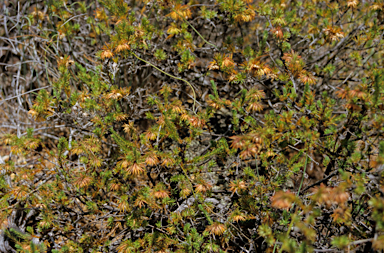 APII jpeg image of Darwinia acerosa  © contact APII