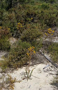 APII jpeg image of Anigozanthos pulcherrimus  © contact APII