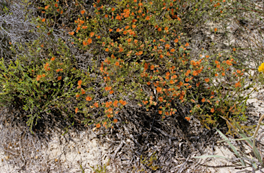 APII jpeg image of Eremaea pauciflora  © contact APII