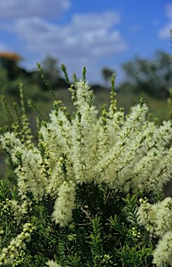 APII jpeg image of Melaleuca lanceolata  © contact APII