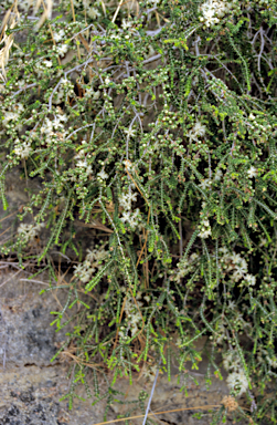 APII jpeg image of Melaleuca cardiophylla  © contact APII