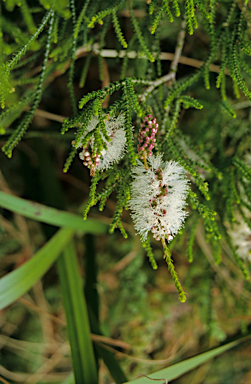 APII jpeg image of Melaleuca cardiophylla  © contact APII