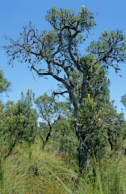 APII jpeg image of Banksia attenuata  © contact APII