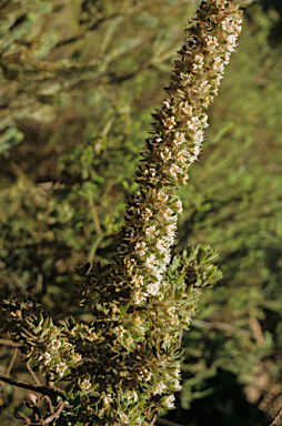 APII jpeg image of Hakea ruscifolia  © contact APII