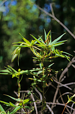 APII jpeg image of Leucopogon verticillatus  © contact APII