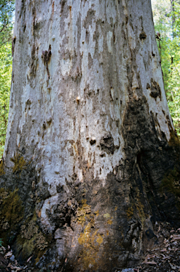 APII jpeg image of Eucalyptus diversicolor  © contact APII