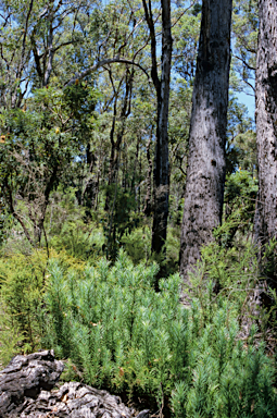 APII jpeg image of Podocarpus drouynianus  © contact APII