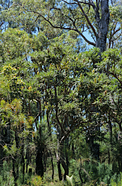 APII jpeg image of Banksia grandis  © contact APII