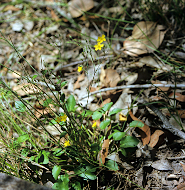 APII jpeg image of Liparophyllum violifolium  © contact APII