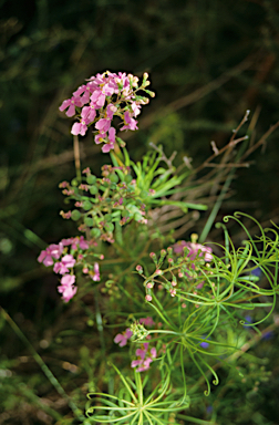 APII jpeg image of Stylidium scandens  © contact APII