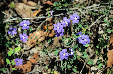 APII jpeg image of Dampiera hederacea  © contact APII