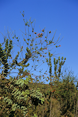 APII jpeg image of Lambertia ericifolia  © contact APII