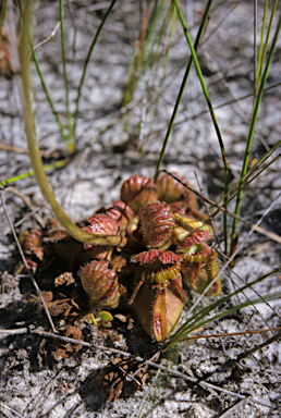 APII jpeg image of Cephalotus follicularis  © contact APII