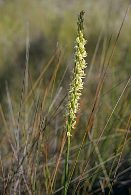 APII jpeg image of Prasophyllum elatum  © contact APII