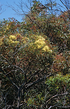 APII jpeg image of Eucalyptus conferruminata  © contact APII