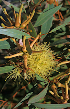 APII jpeg image of Eucalyptus conferruminata  © contact APII