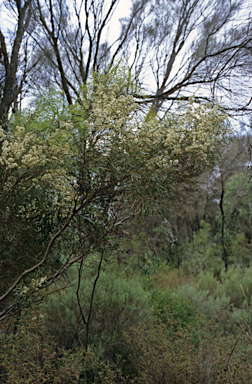 APII jpeg image of Eucalyptus cornuta  © contact APII