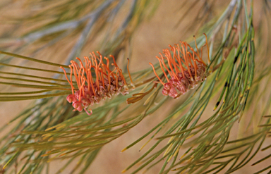 APII jpeg image of Grevillea cagiana  © contact APII