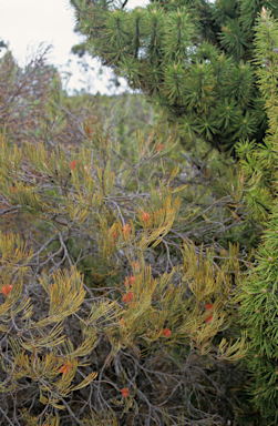 APII jpeg image of Grevillea cagiana  © contact APII