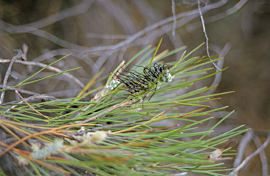 APII jpeg image of Grevillea hookeriana subsp. apiciloba  © contact APII