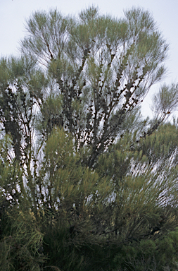 APII jpeg image of Allocasuarina acutivalvis  © contact APII