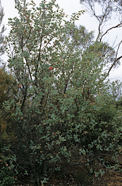 APII jpeg image of Grevillea insignis subsp. insignis  © contact APII