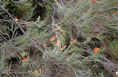 APII jpeg image of Grevillea hookeriana  © contact APII