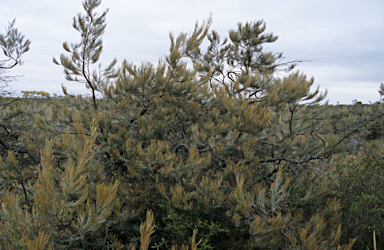 APII jpeg image of Grevillea hookeriana  © contact APII