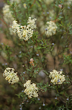 APII jpeg image of Pimelea angustifolia  © contact APII