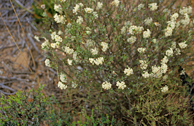 APII jpeg image of Pimelea angustifolia  © contact APII