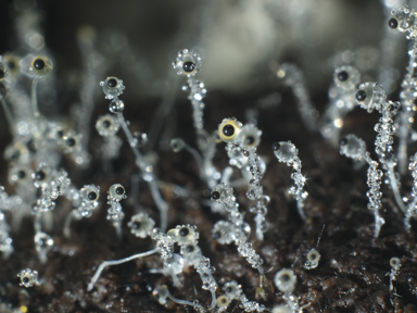 APII jpeg image of Pilobolus crystallinus  © contact APII