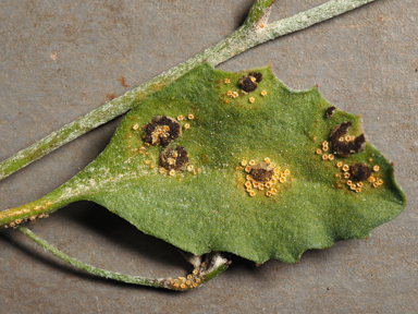 APII jpeg image of Puccinia saccardoi  © contact APII
