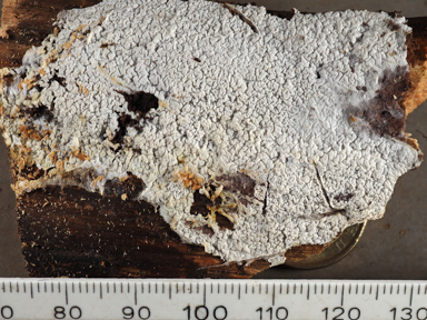 APII jpeg image of Ceraceomyces serpens  © contact APII