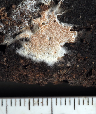 APII jpeg image of Arachnocrea scabrida  © contact APII