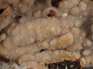 APII jpeg image of Gloiothele lactescens  © contact APII