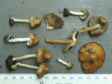 APII jpeg image of Inocybe mixtilis  © contact APII