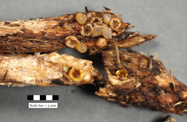 APII jpeg image of Sphaerobolus stellatus  © contact APII