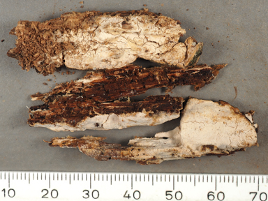 APII jpeg image of Asterostroma cervicolor  © contact APII