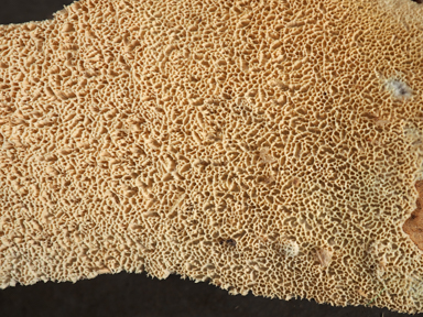 APII jpeg image of Xylodon paradoxus  © contact APII