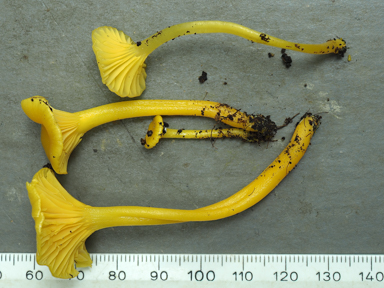 APII jpeg image of Hygrocybe chromolimonea  © contact APII