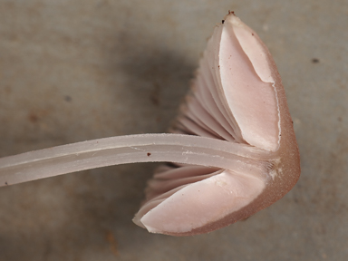 APII jpeg image of Mycena clarkeana  © contact APII