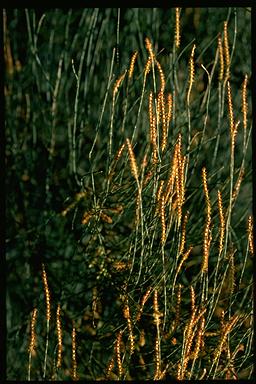 APII jpeg image of Allocasuarina verticillata  © contact APII