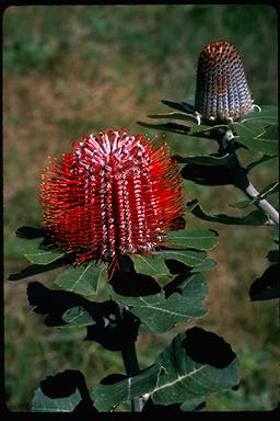 APII jpeg image of Banksia coccinea  © contact APII