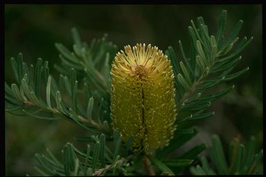 APII jpeg image of Banksia marginata x integrifolia  © contact APII